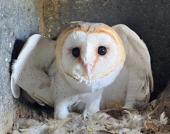 Hand reared barn owl