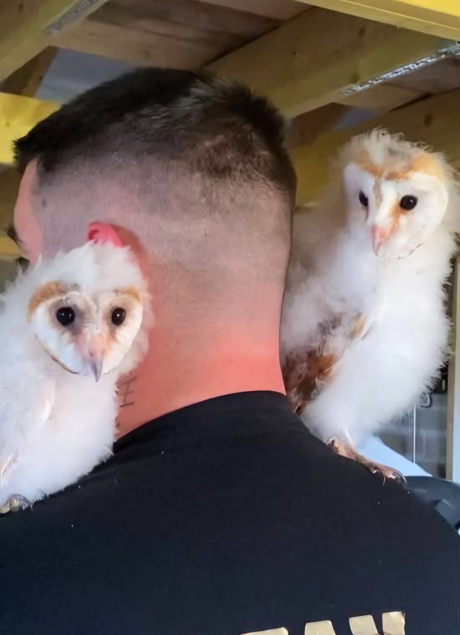Owls