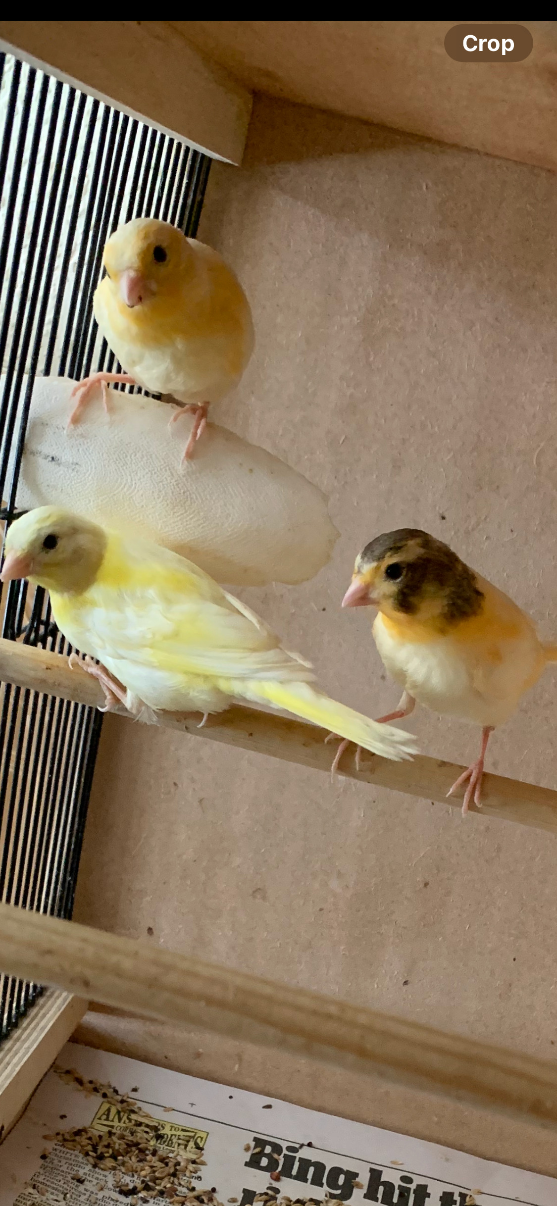 Canaries