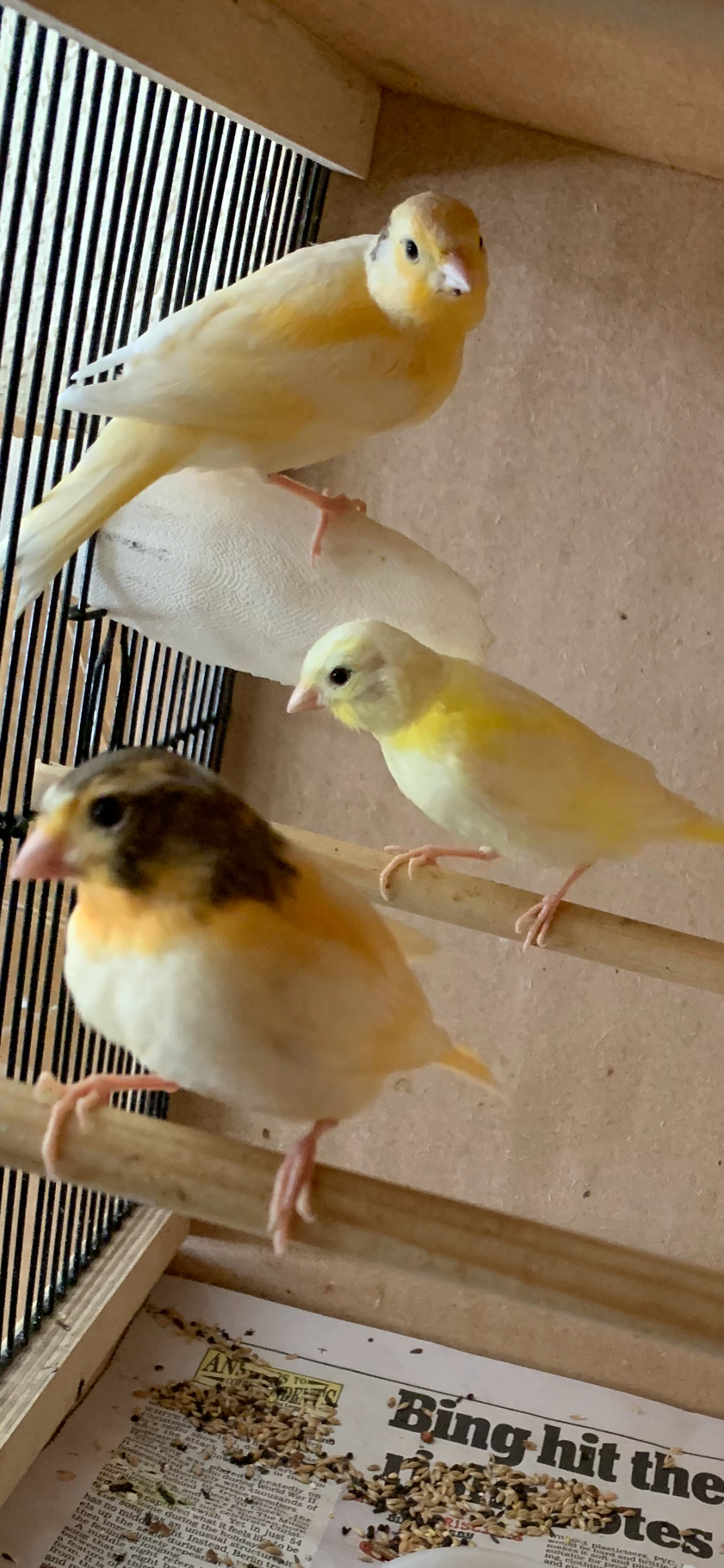 Canaries - {TYPE}