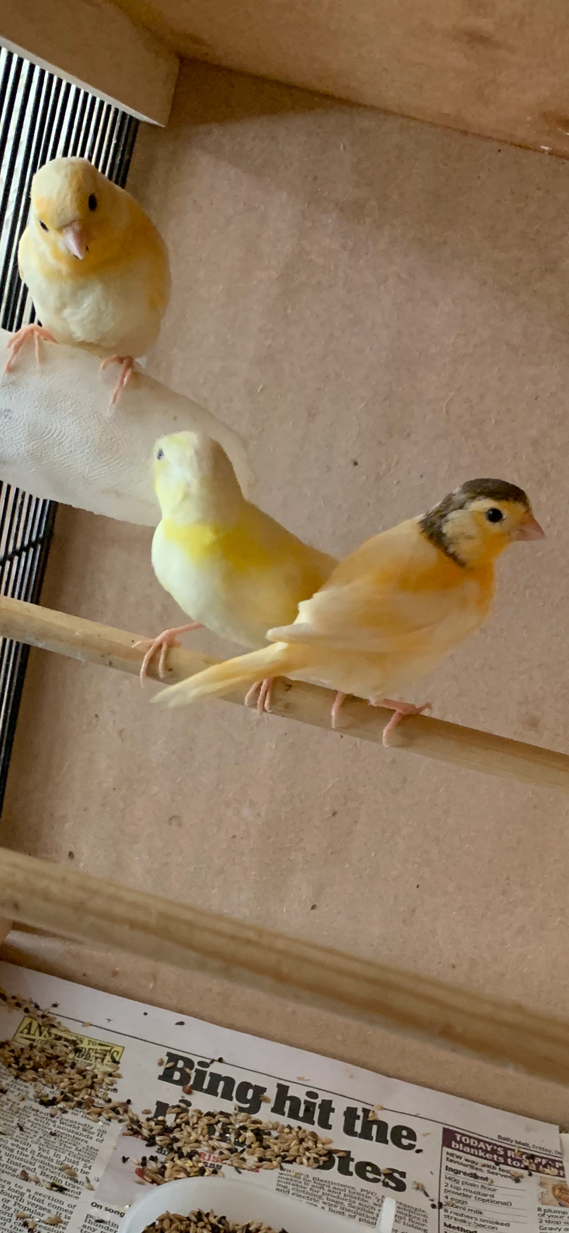Canaries - 3 varigated 8 wk old canaries for Sale