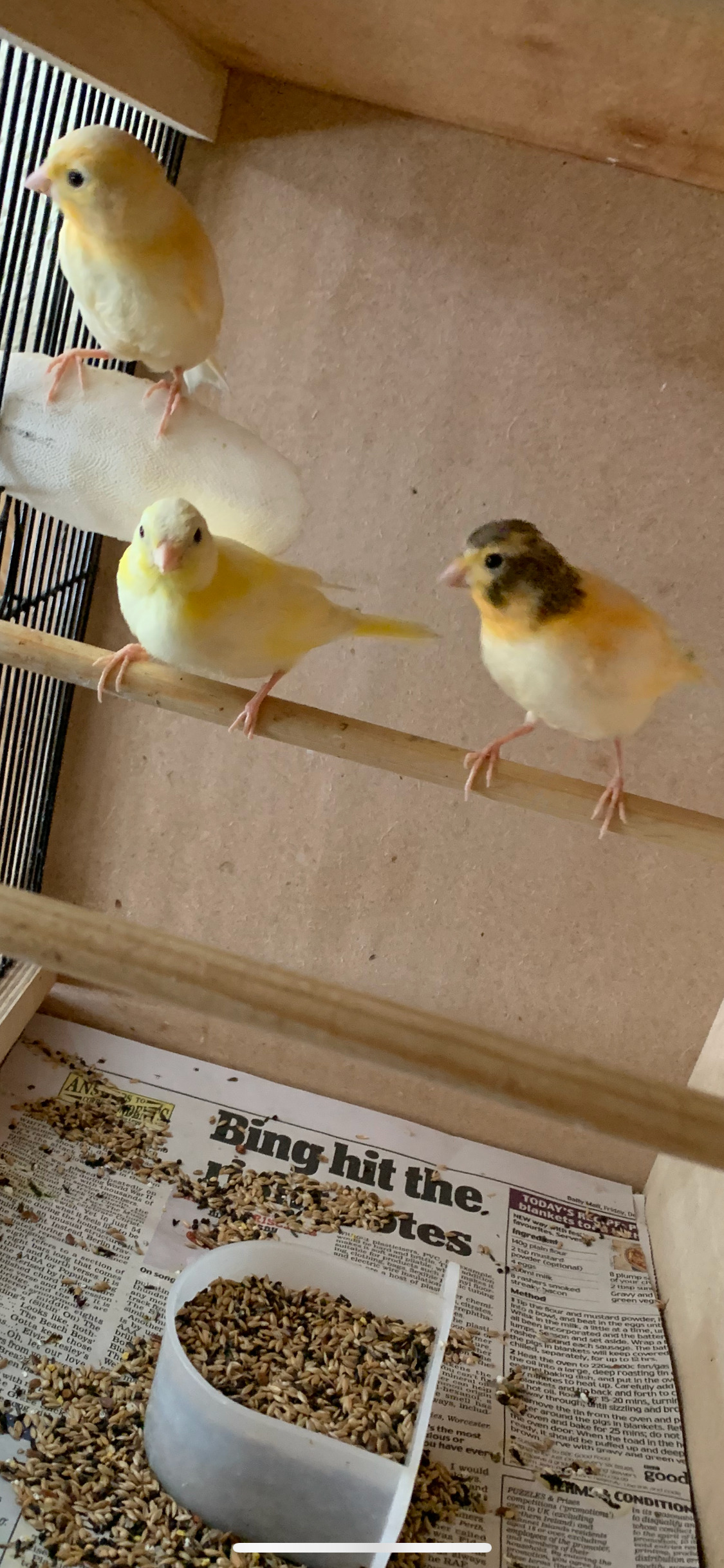 3 varigated 8 wk old canaries for Sale - Canaries