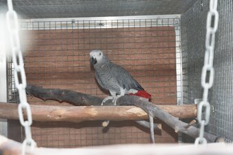 WANTED AFRICAN GREY ADULT FEMALE AS COMPANY FOR MY MALE NOT TAME.