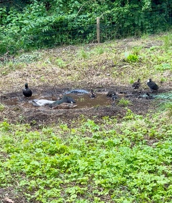 Stunning Pairs apt tame hacked call ducks 8 to 11 weeks 