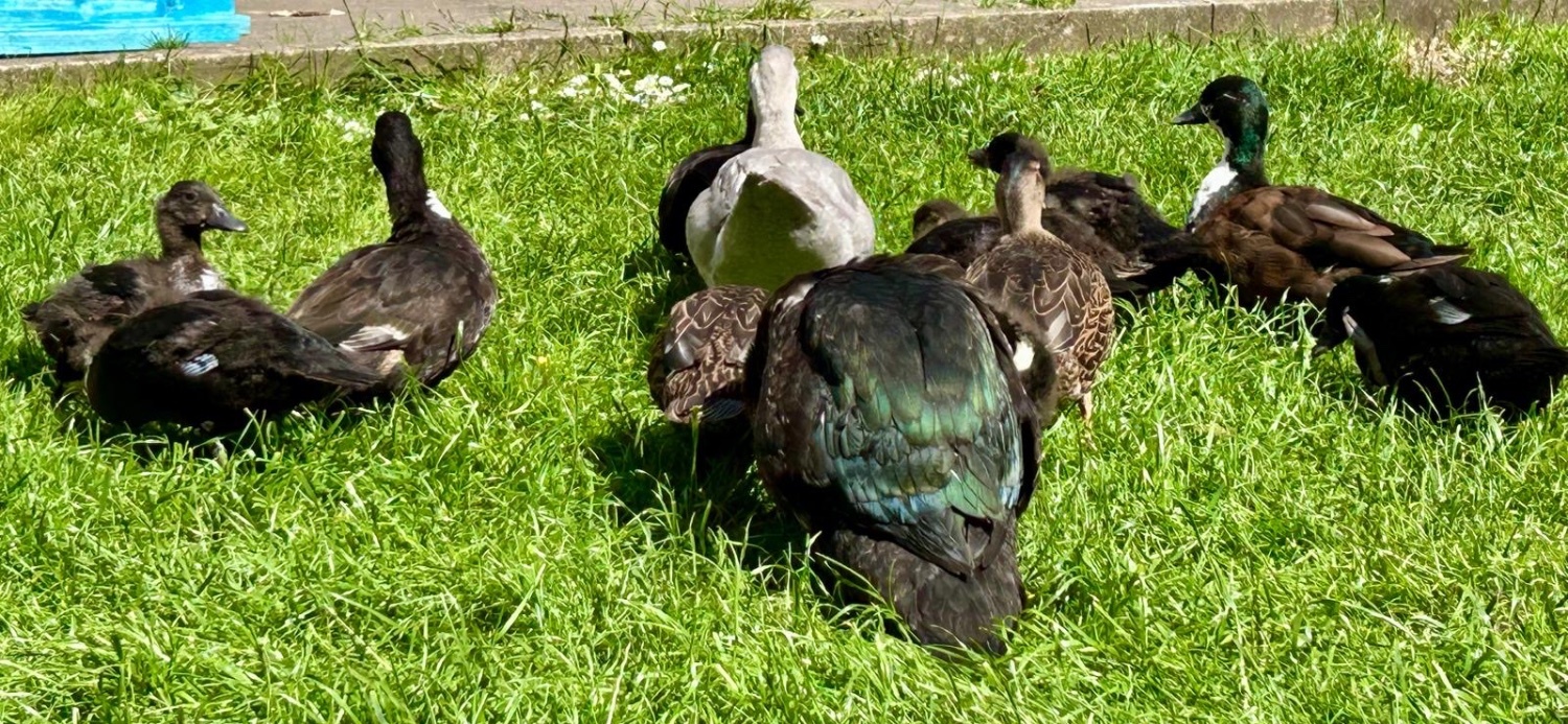 Ducks
