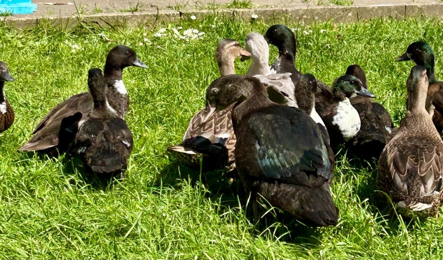 Ducks - {TYPE}