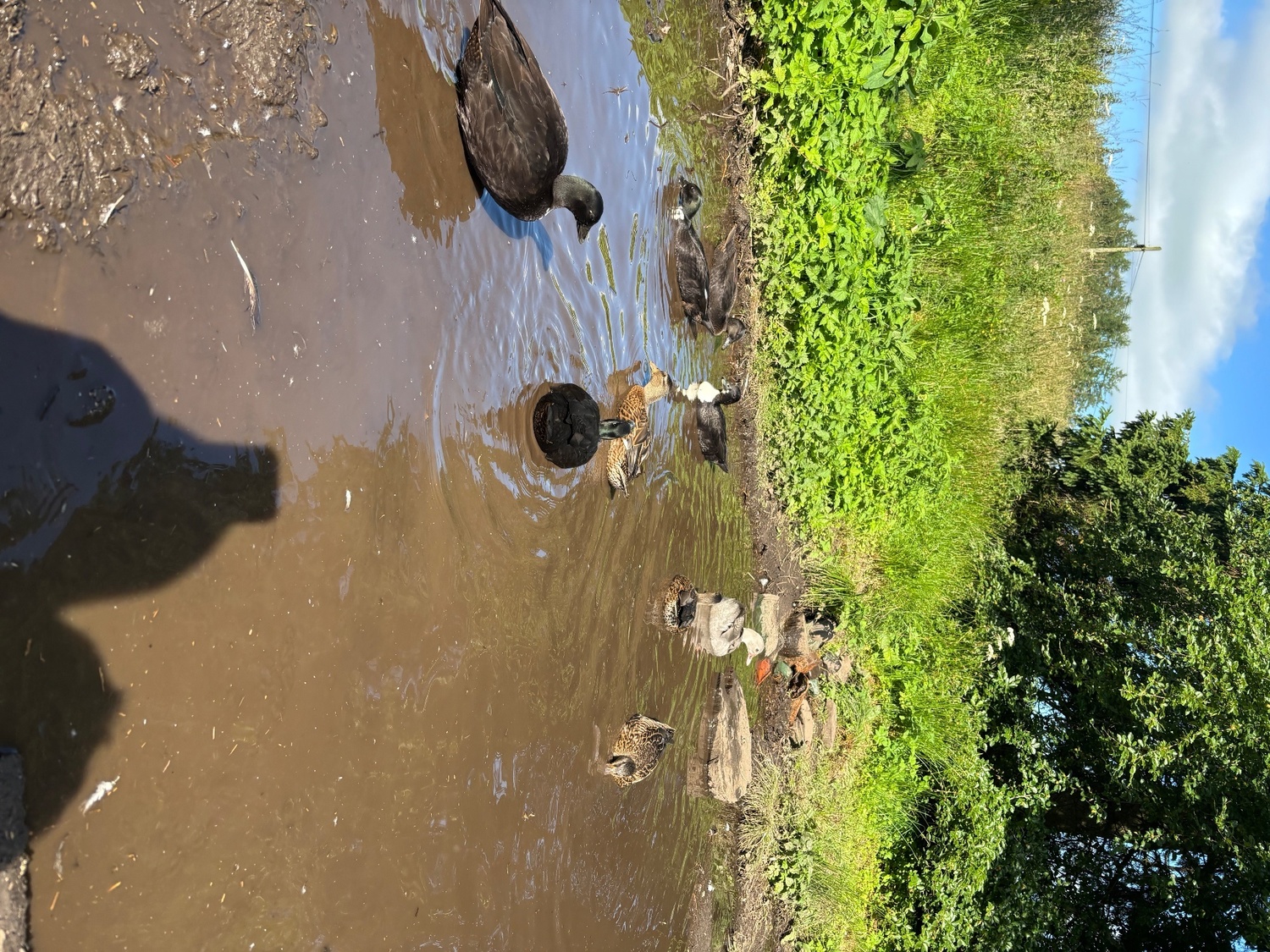 Ducks