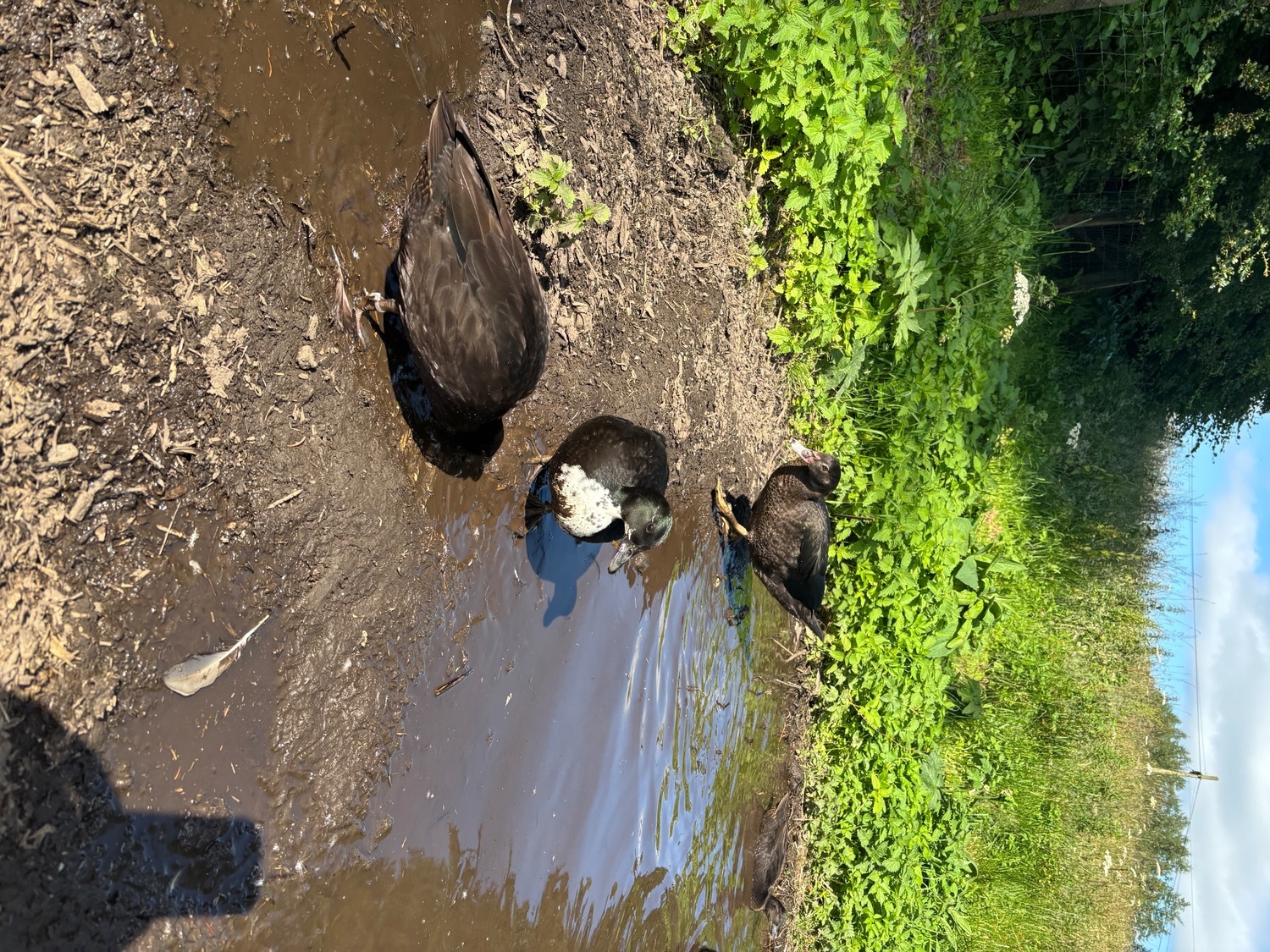 Ducks - {TYPE}
