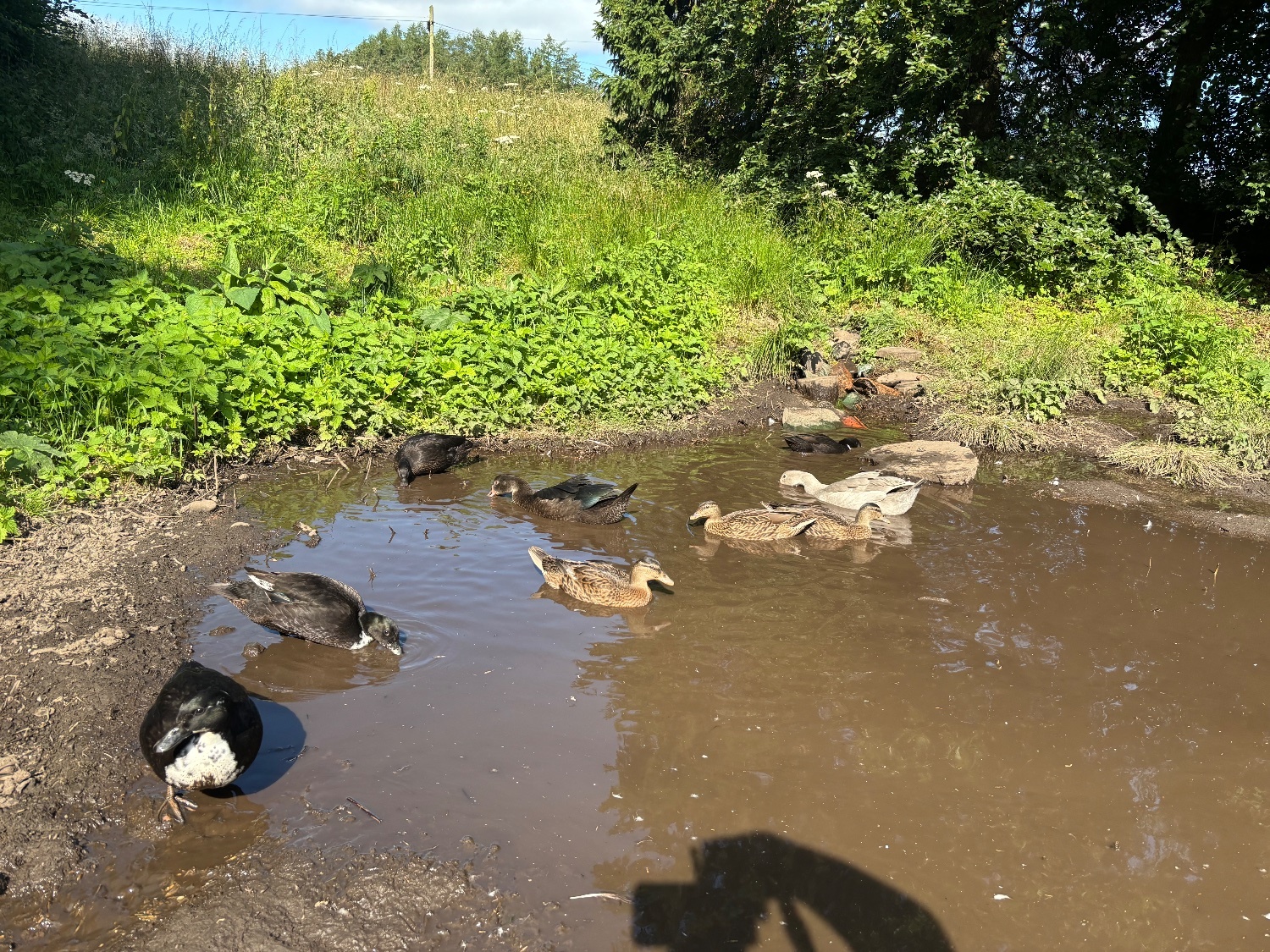 Ducks - Stunning Pairs of tame call ducks 