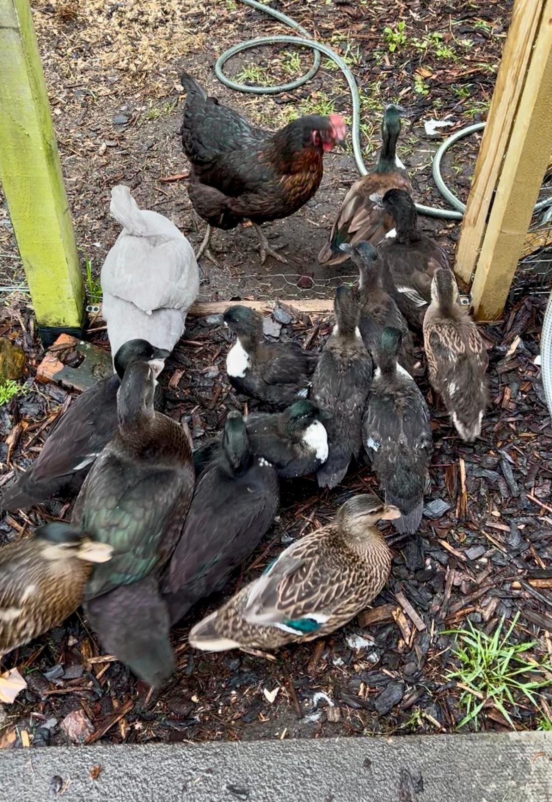 Ducks - Stunning Pairs of tame hacked call ducks 8 to 11 weeks 