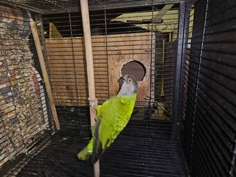 Ungendered senegal parrot