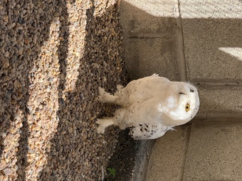 Make snowy owl - 3 years old parent reared 