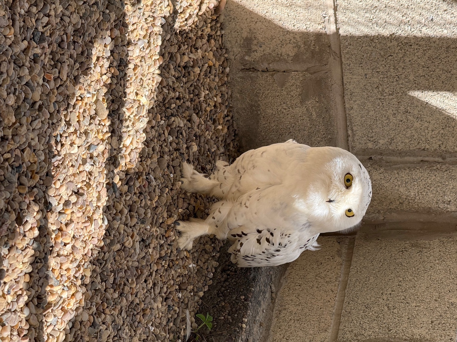 Owls