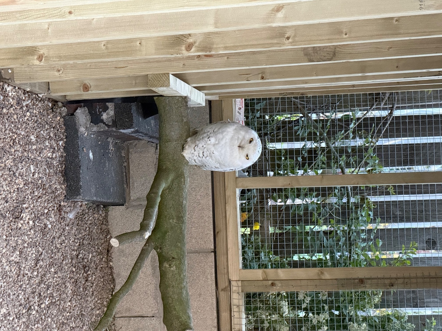 Owls - {TYPE}
