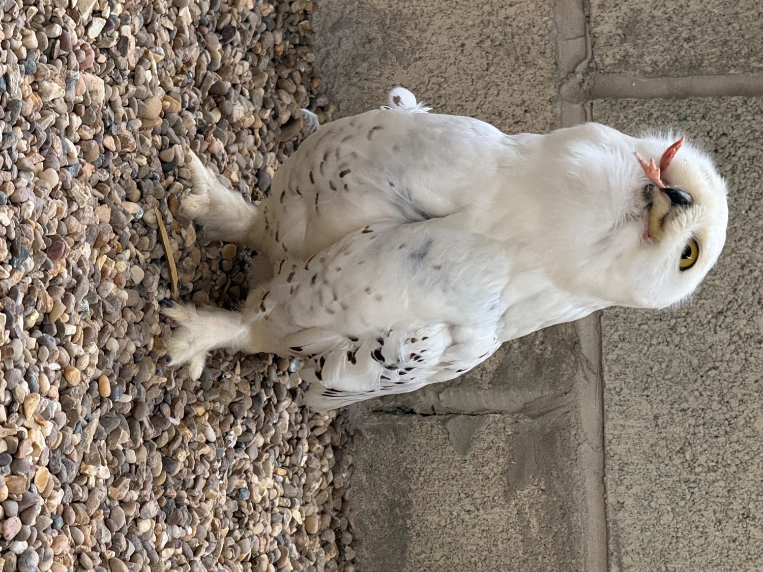 Owls - Make snowy owl - 3 years old parent reared 