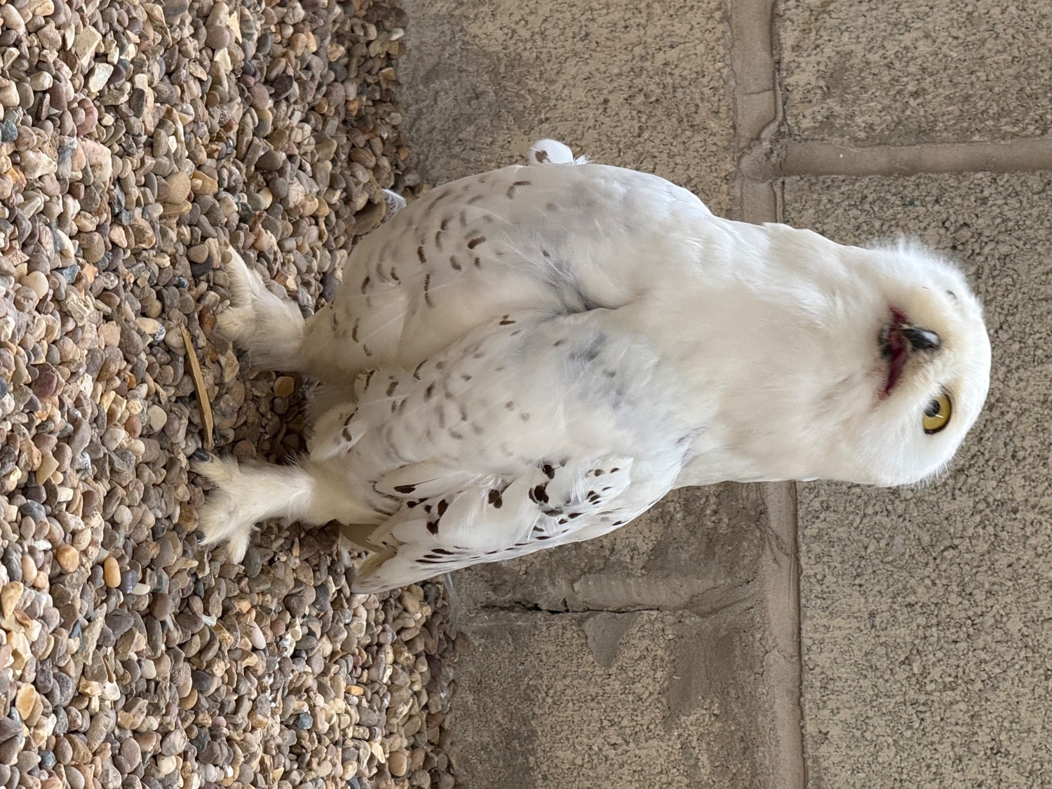 Make snowy owl - 3 years old parent reared  - Owls