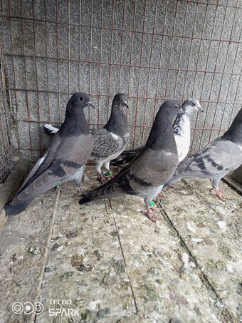 5 tippler pigeons mix young birds