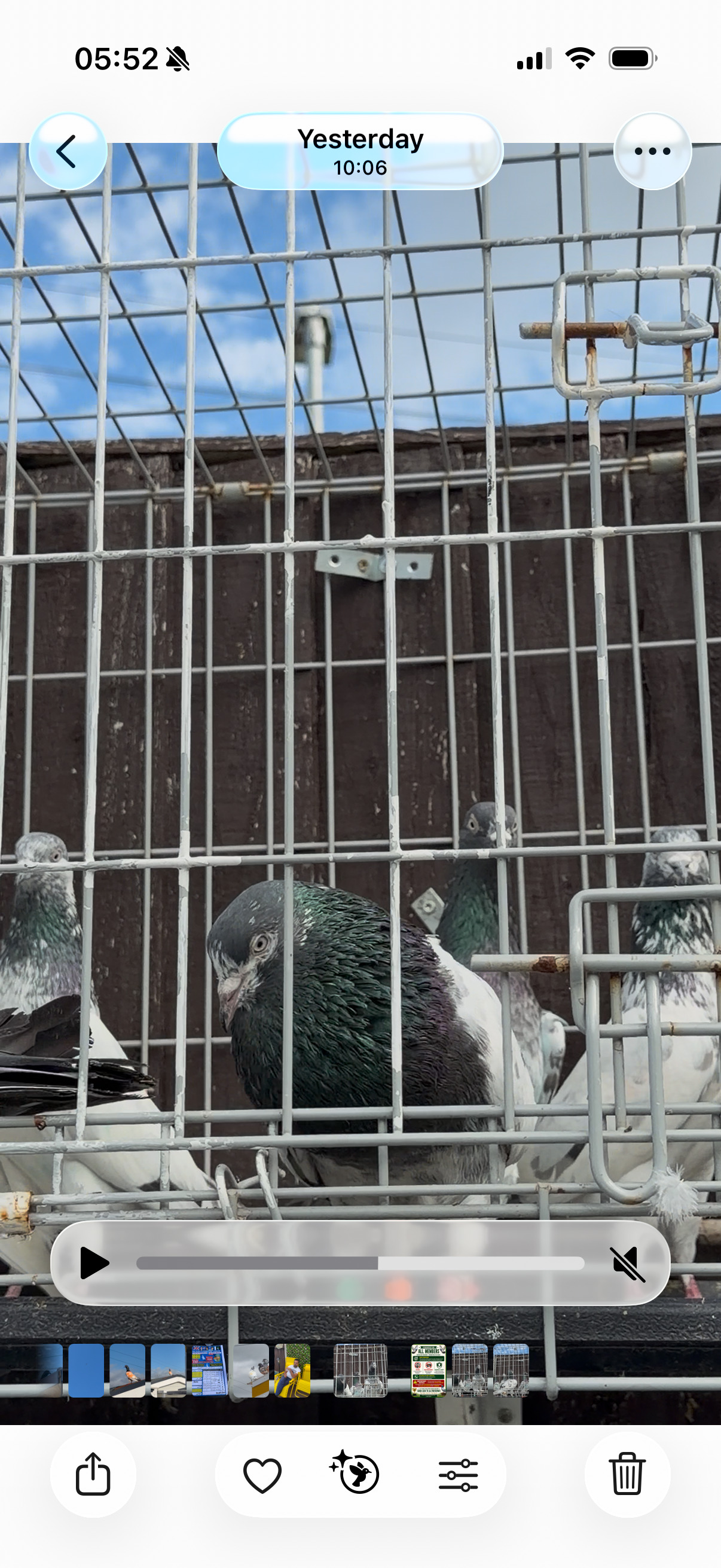 Pigeons