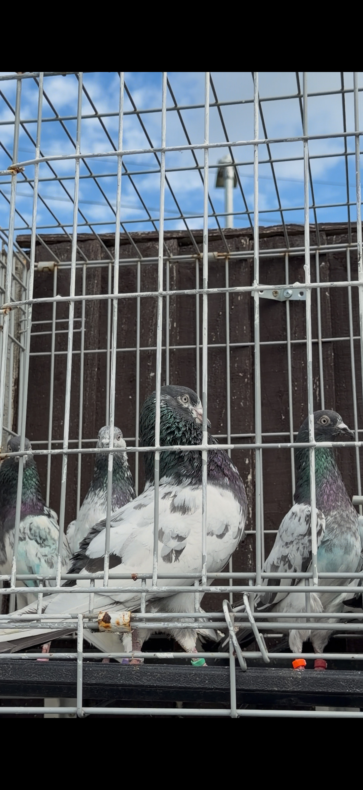 Pigeons - {TYPE}