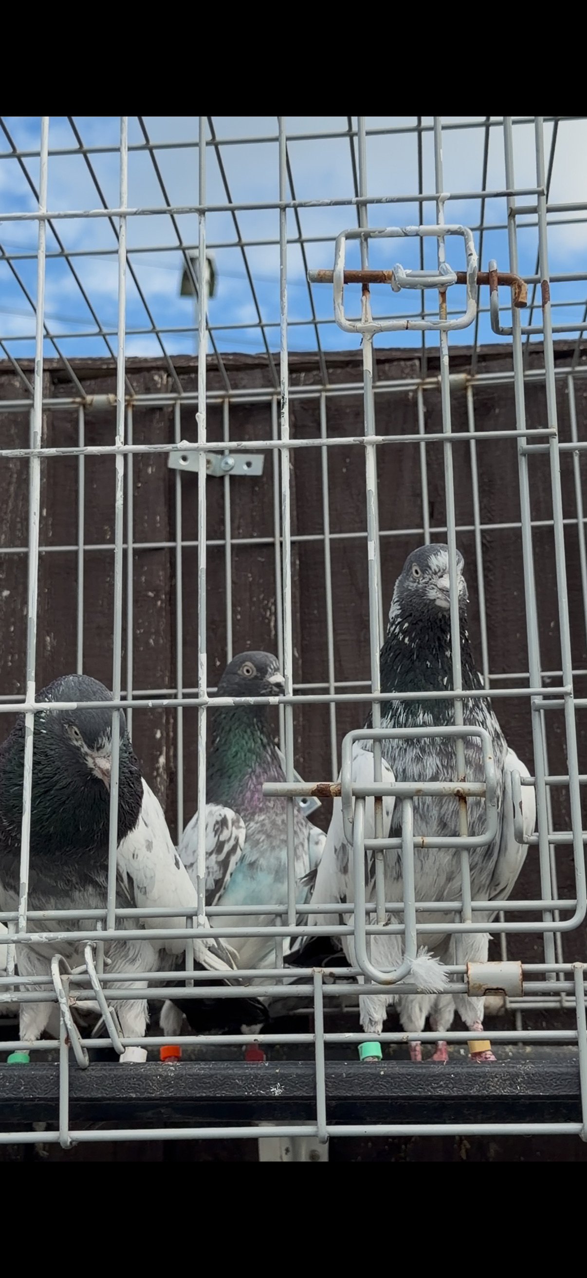 Pigeons - Pakistani HIGHFLYERs Pigeons Males Females 