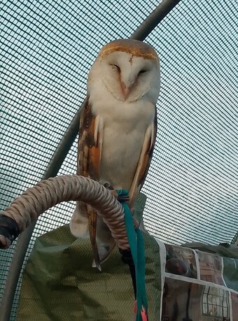 Barn owl 10 weeks old 