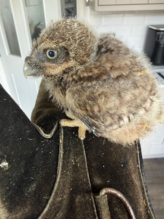 Little Owls- Owlets 
