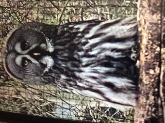 For sale great grey owl or exchange for pr little owls