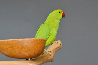 Baby Ring Neck Talking Parrot 