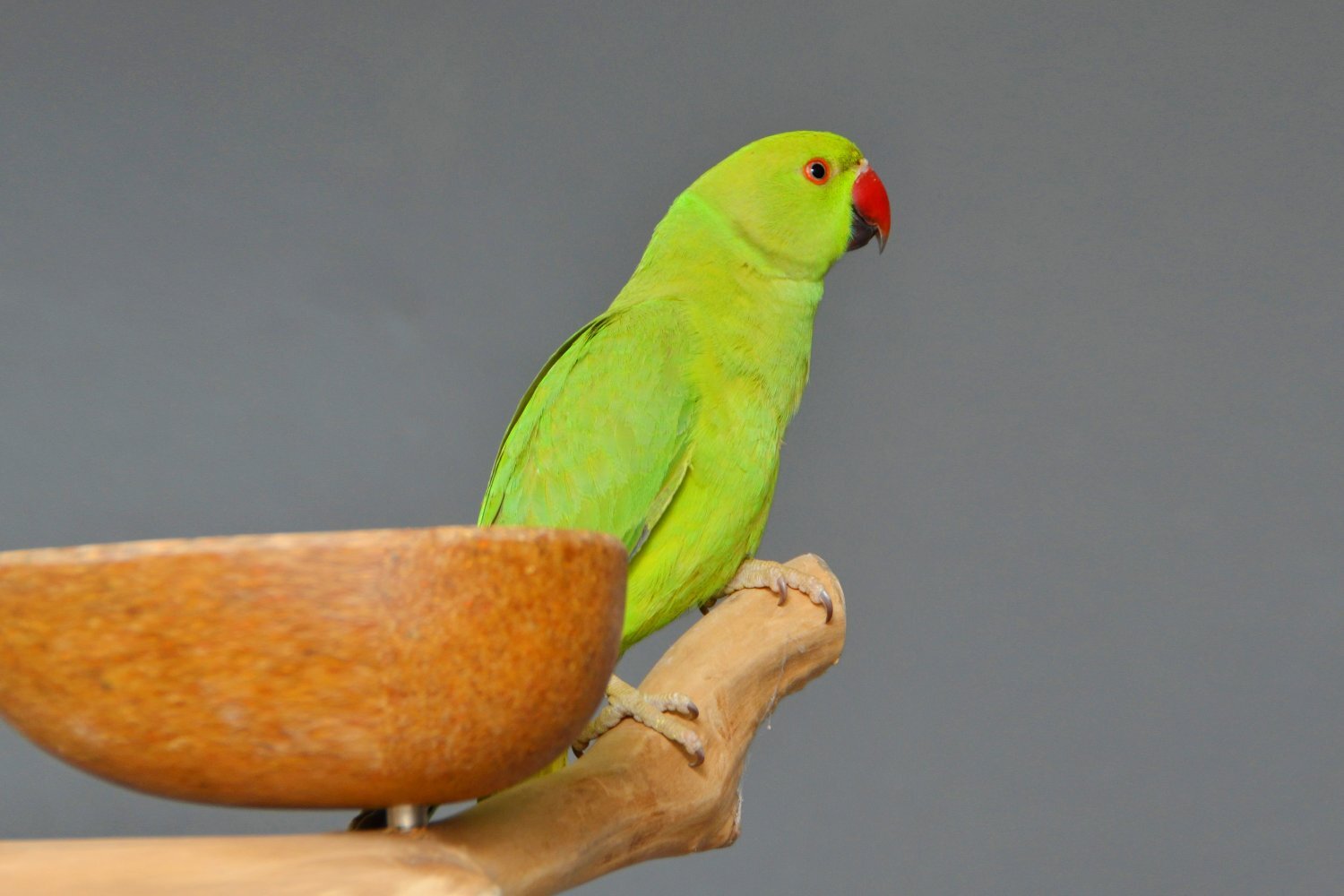 Baby Ring Neck Talking Parrot  in {LOCATION}