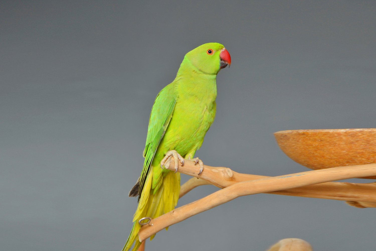 Parakeets