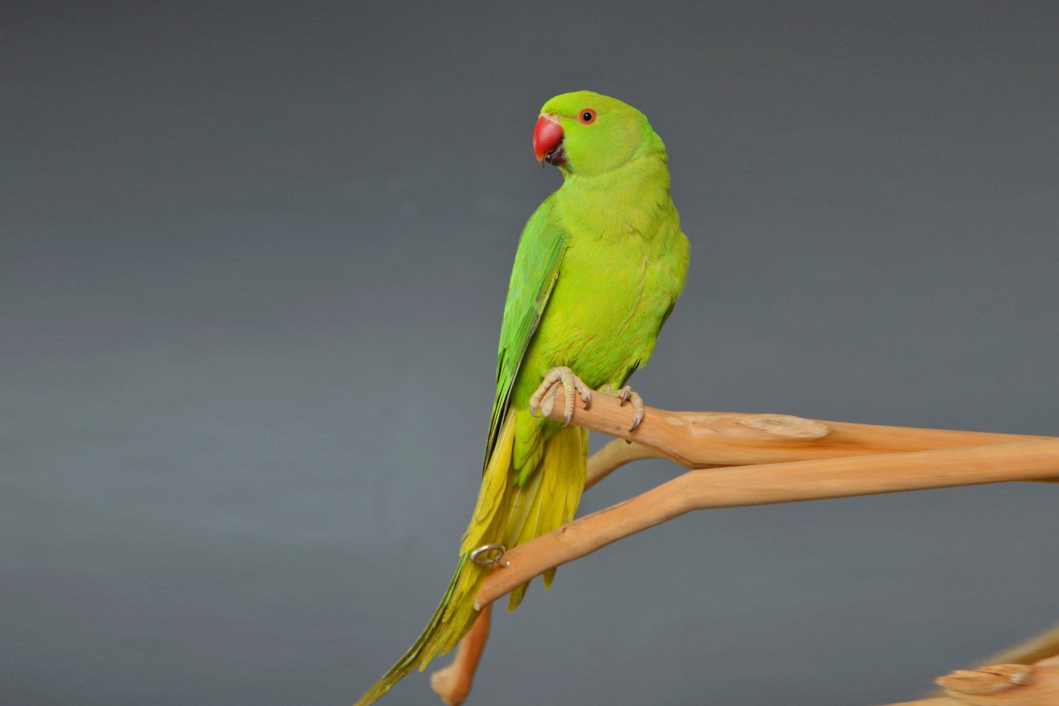 Parakeets - {TYPE}