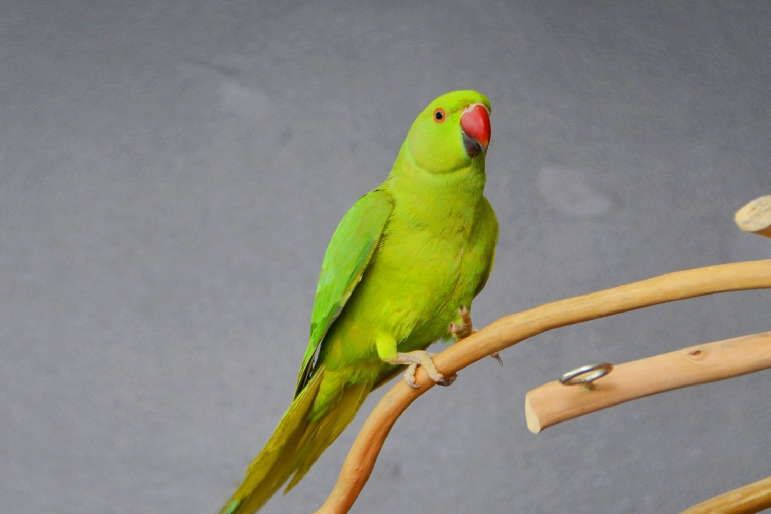 Parakeets - Baby Ring Neck Talking Parrot 