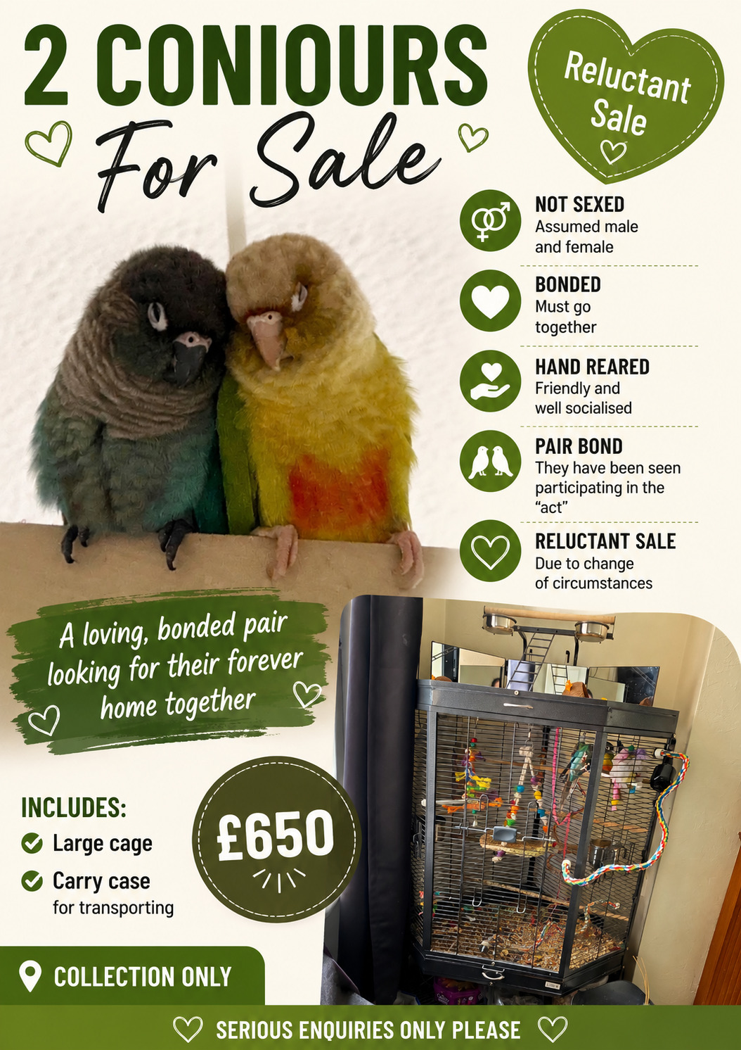🦜 Bonded Pair of Green Cheek Conures – £650 🦜 in {LOCATION}