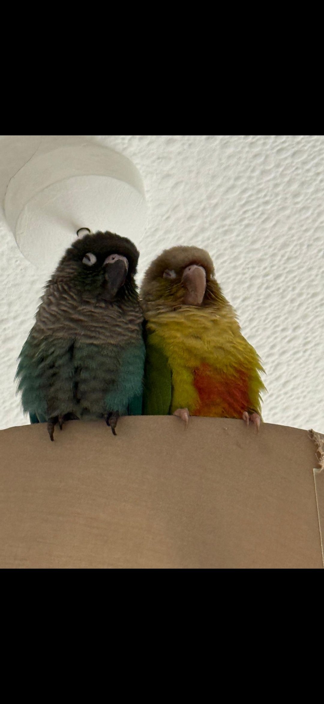 Conures - {TYPE}