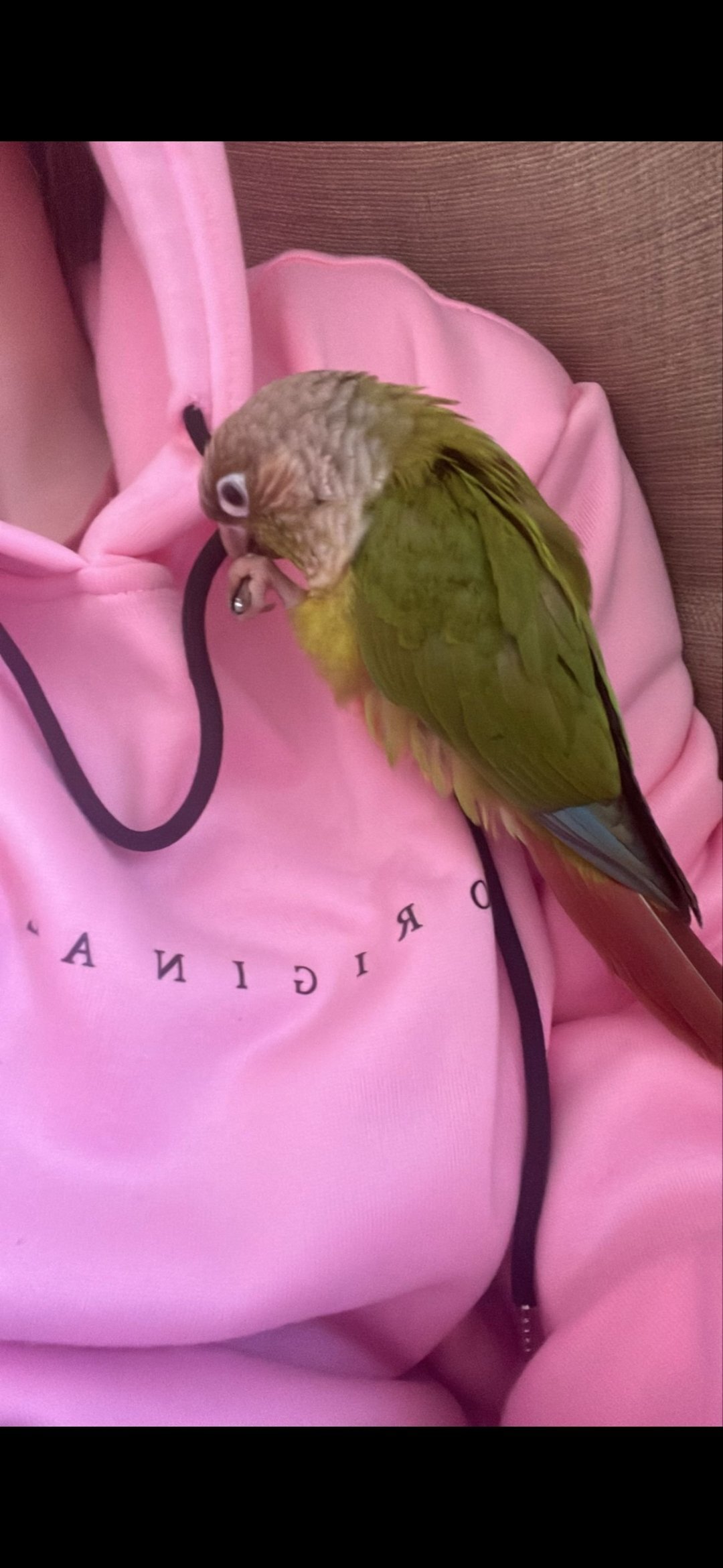 Conures - 🦜 Bonded Pair of Green Cheek Conures – £650 🦜