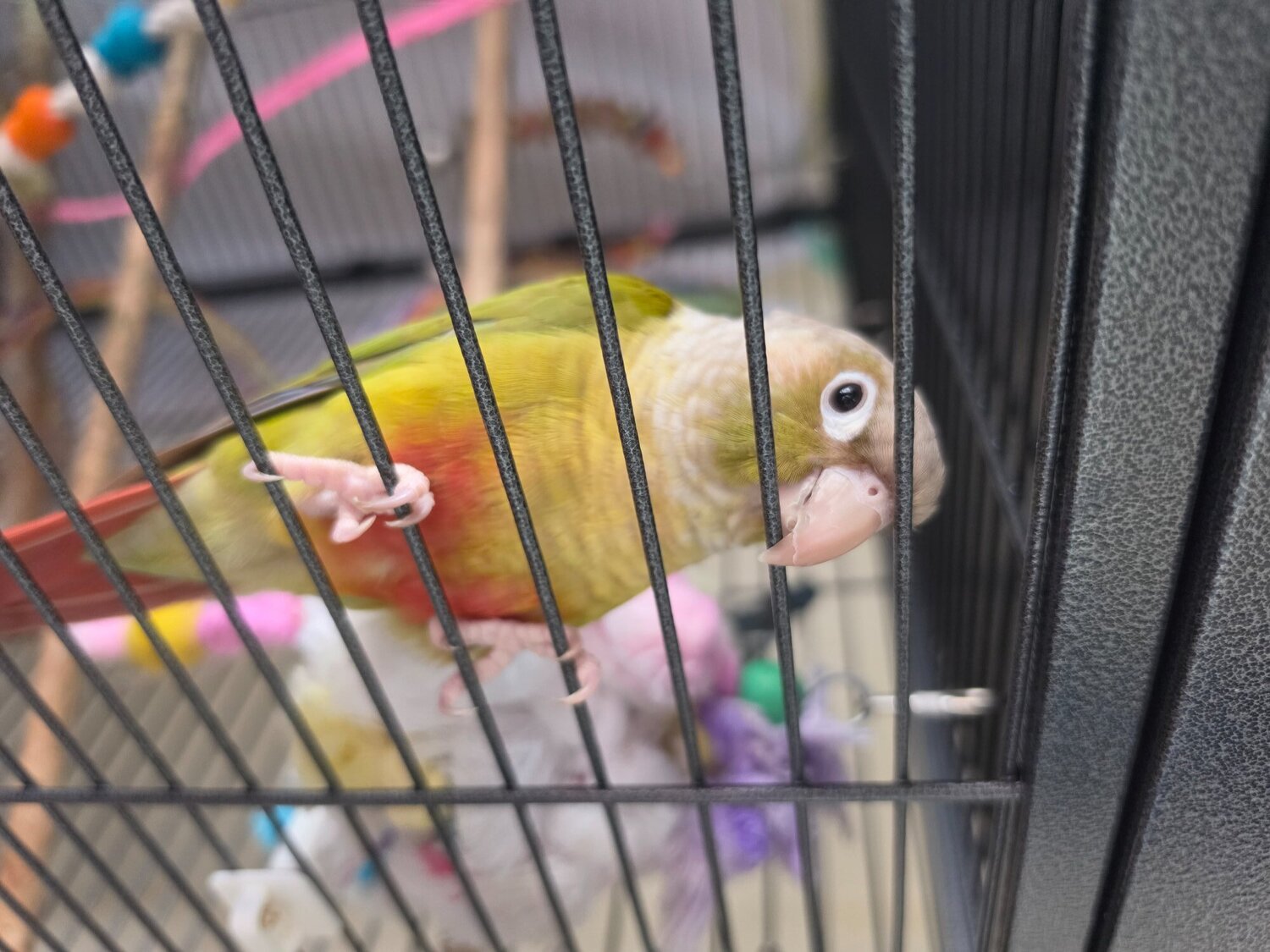 🦜 Bonded Pair of Green Cheek Conures – £650 🦜 - Conures