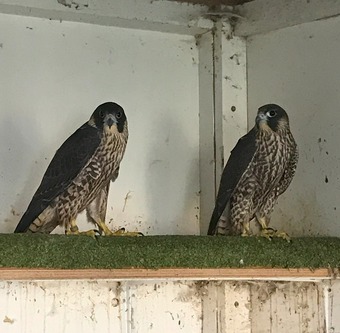2025 cast of female peregrine sisters