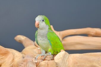 Baby Quaker Talking Parrots