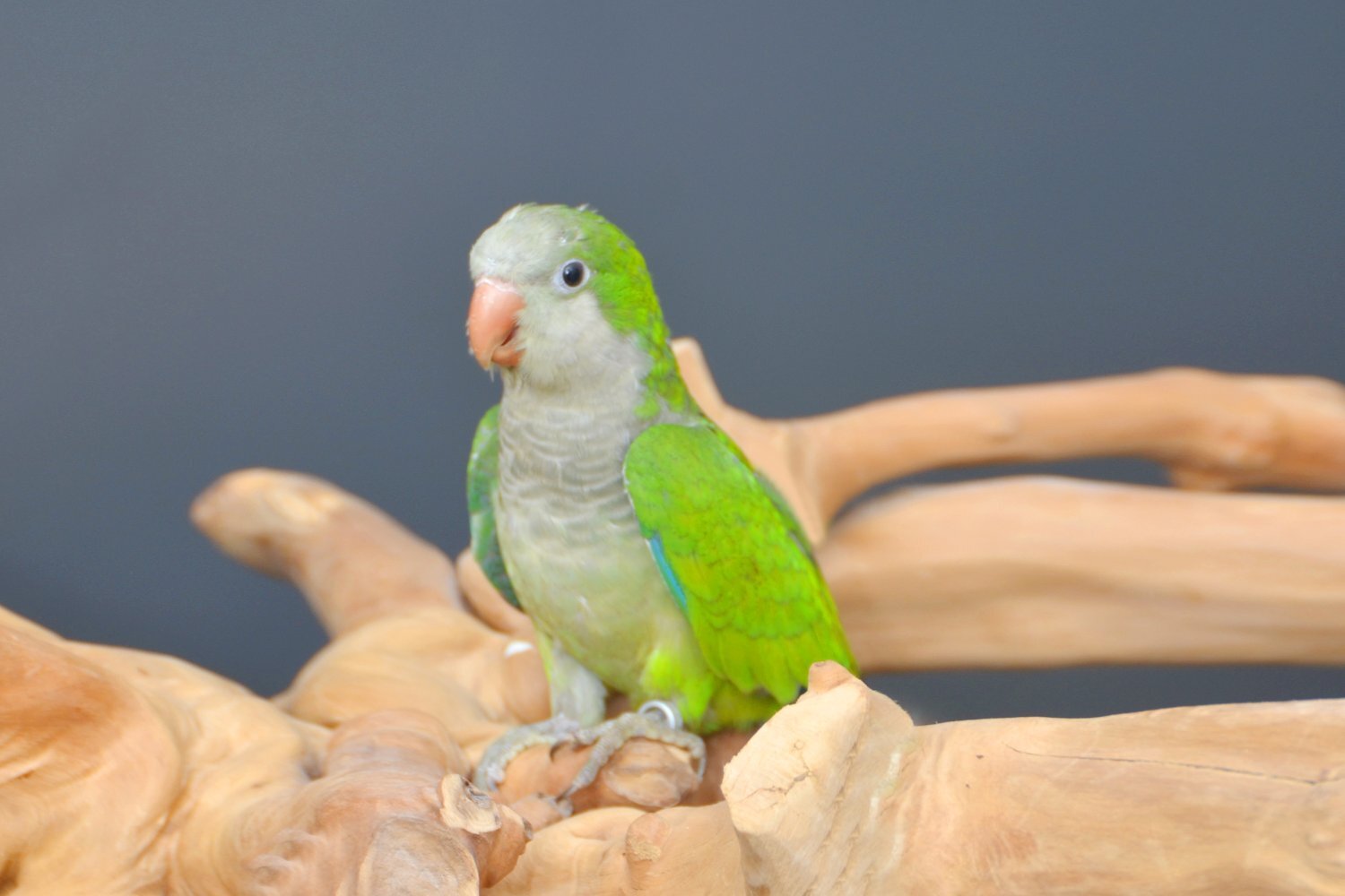 Baby Quaker Talking Parrots in {LOCATION}