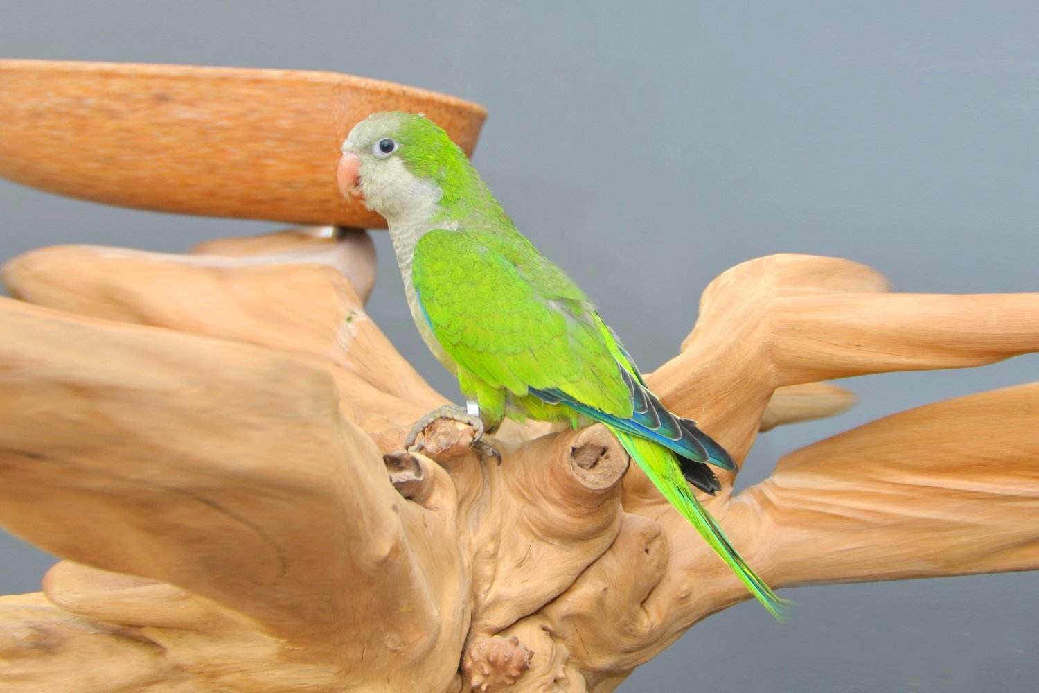 Parakeets