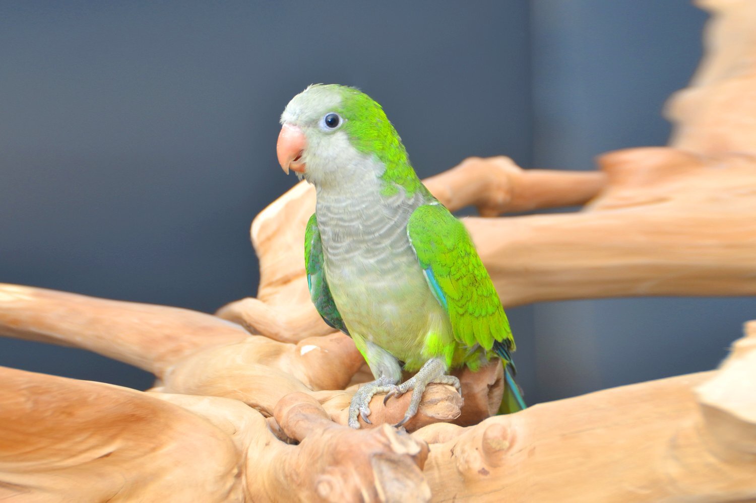Parakeets - {TYPE}