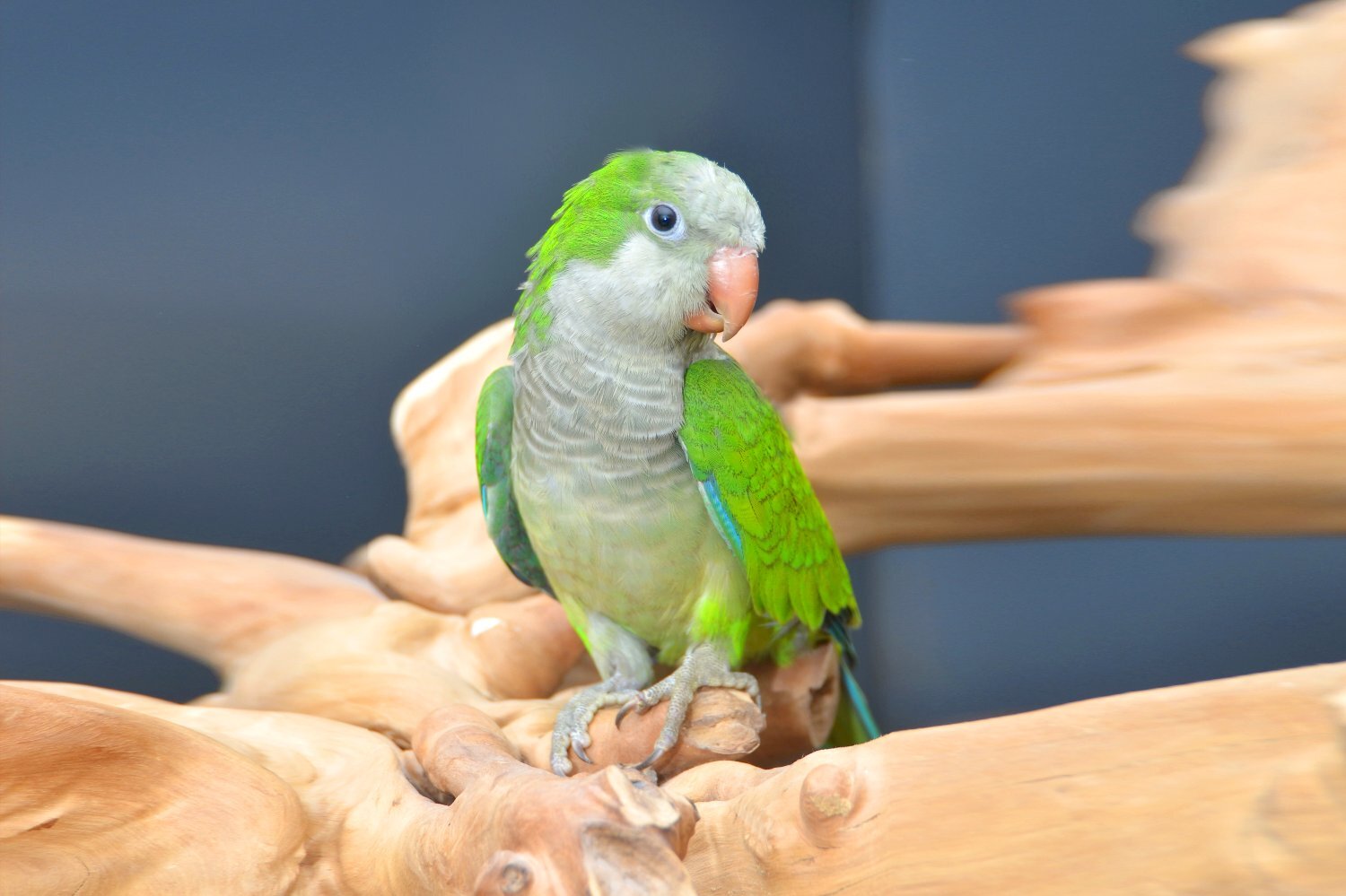 Parakeets - Baby Quaker Talking Parrots