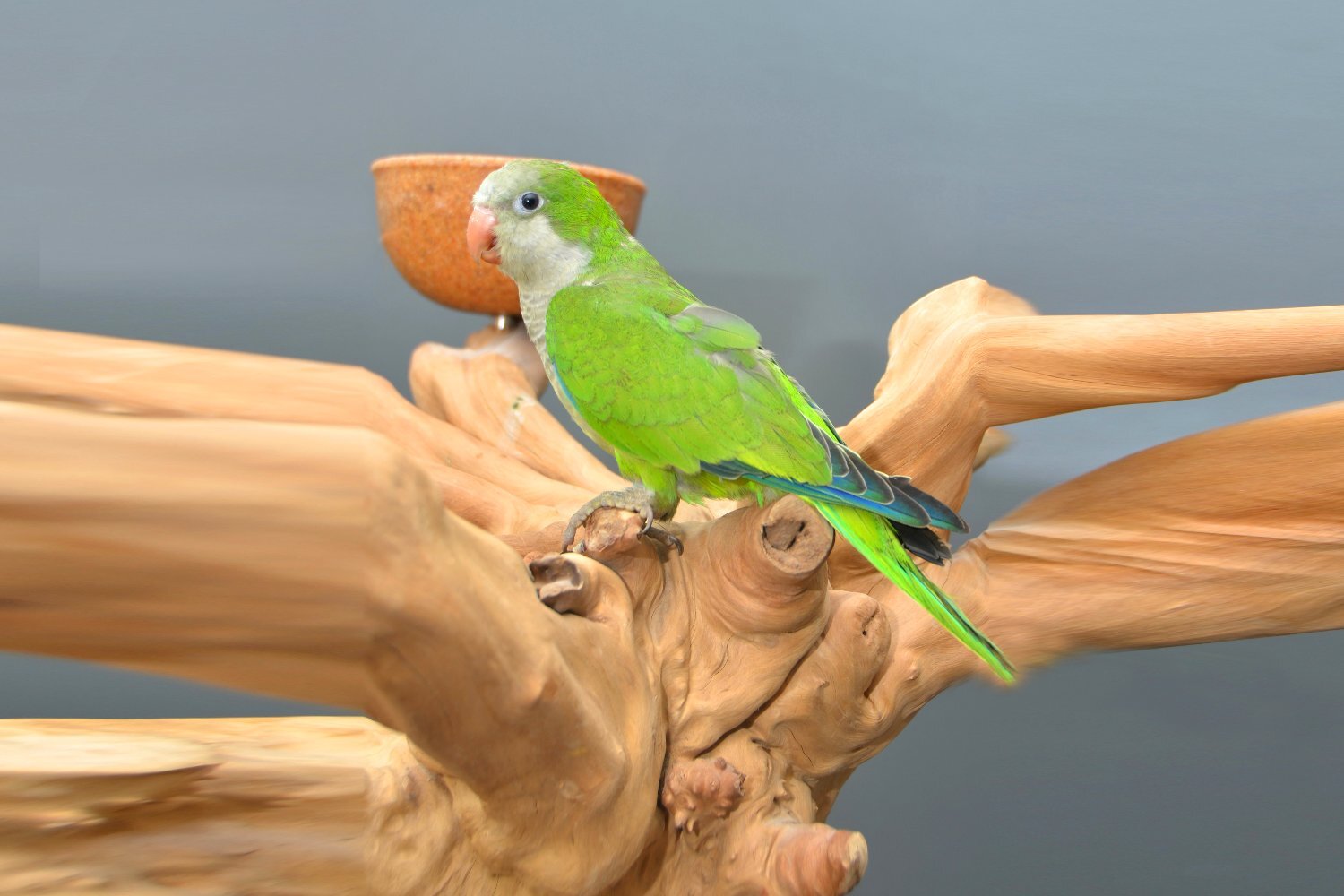 Baby Quaker Talking Parrots - Parakeets