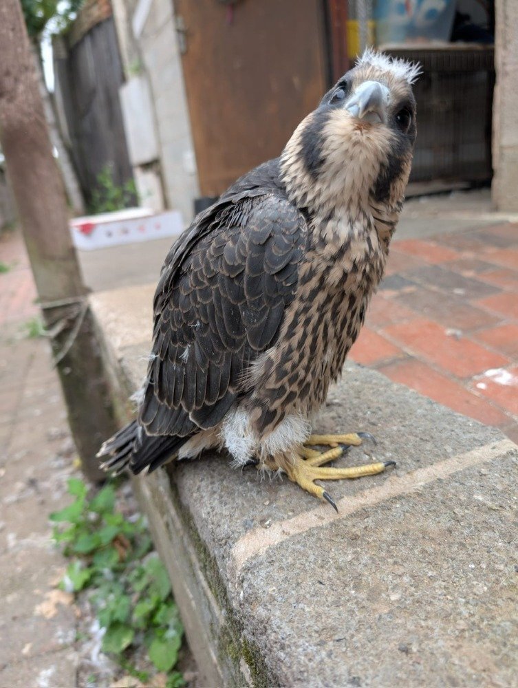 2026 Imprint Male Peregrine  in {LOCATION}