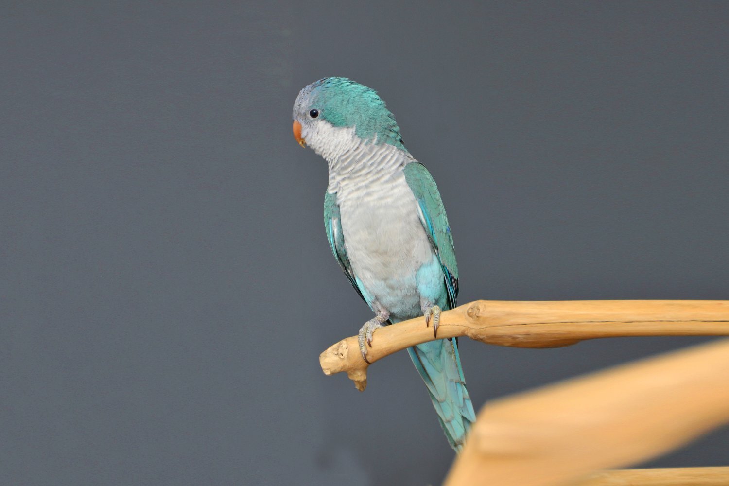 Baby Blue Quaker Talking Parrots in {LOCATION}
