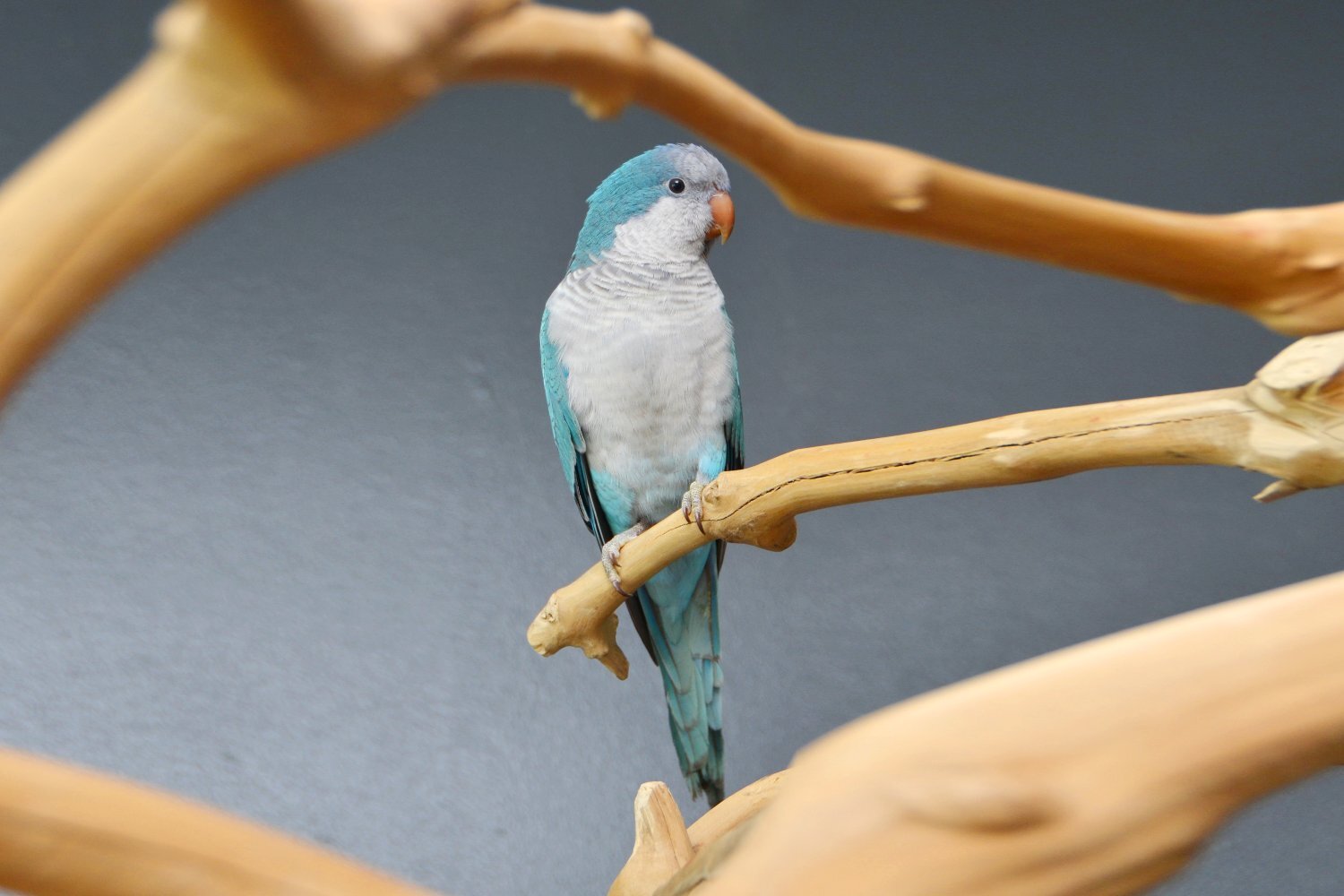 Parakeets