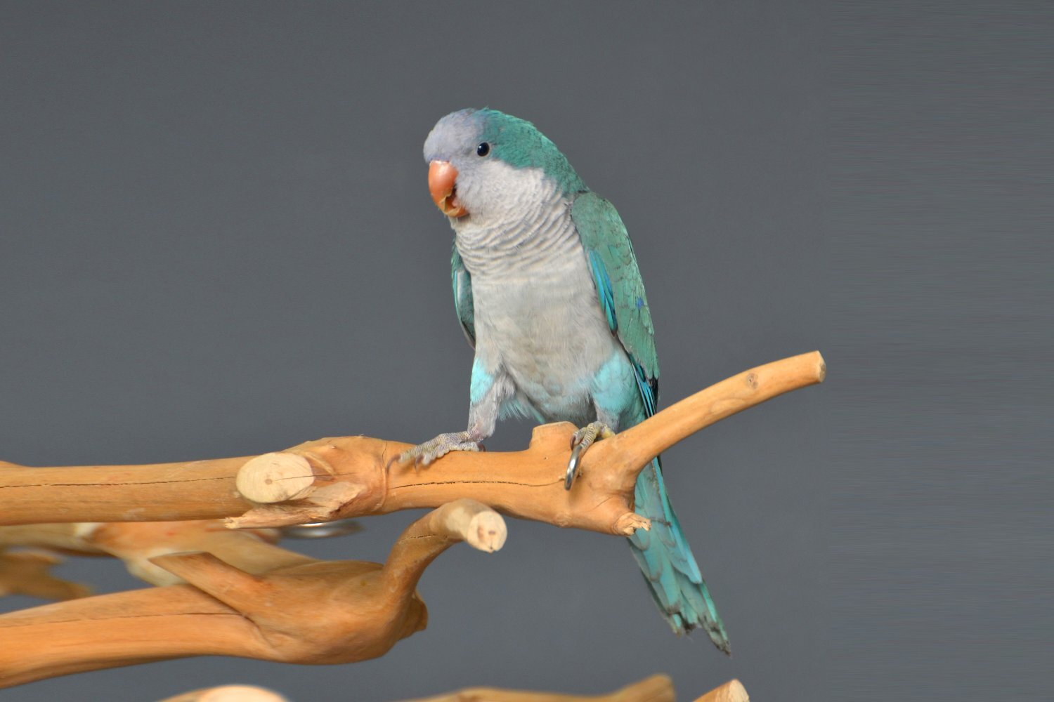 Parakeets - {TYPE}