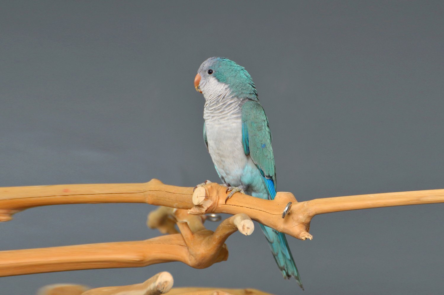 Parakeets - Baby Blue Quaker Talking Parrots