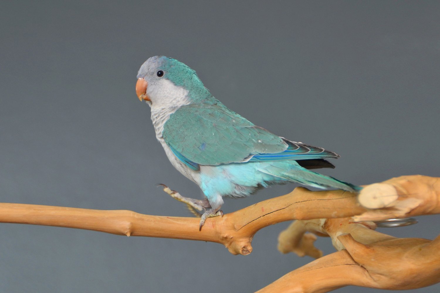 Baby Blue Quaker Talking Parrots - Parakeets