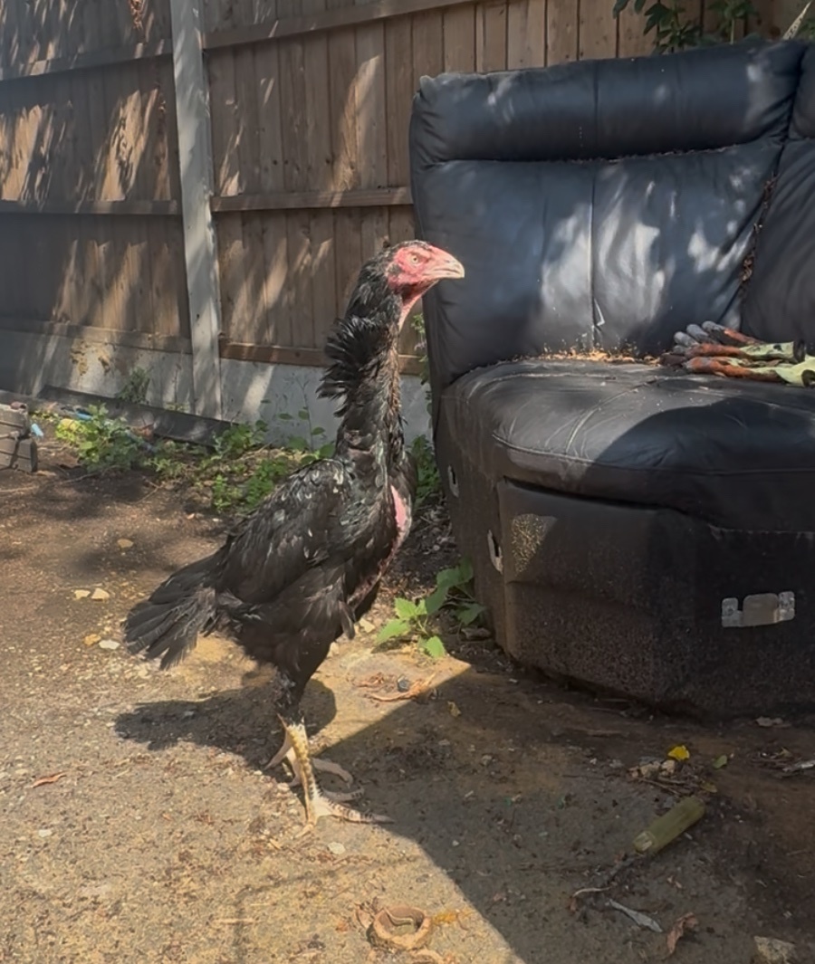 O Shamo pullet for sale. in {LOCATION}